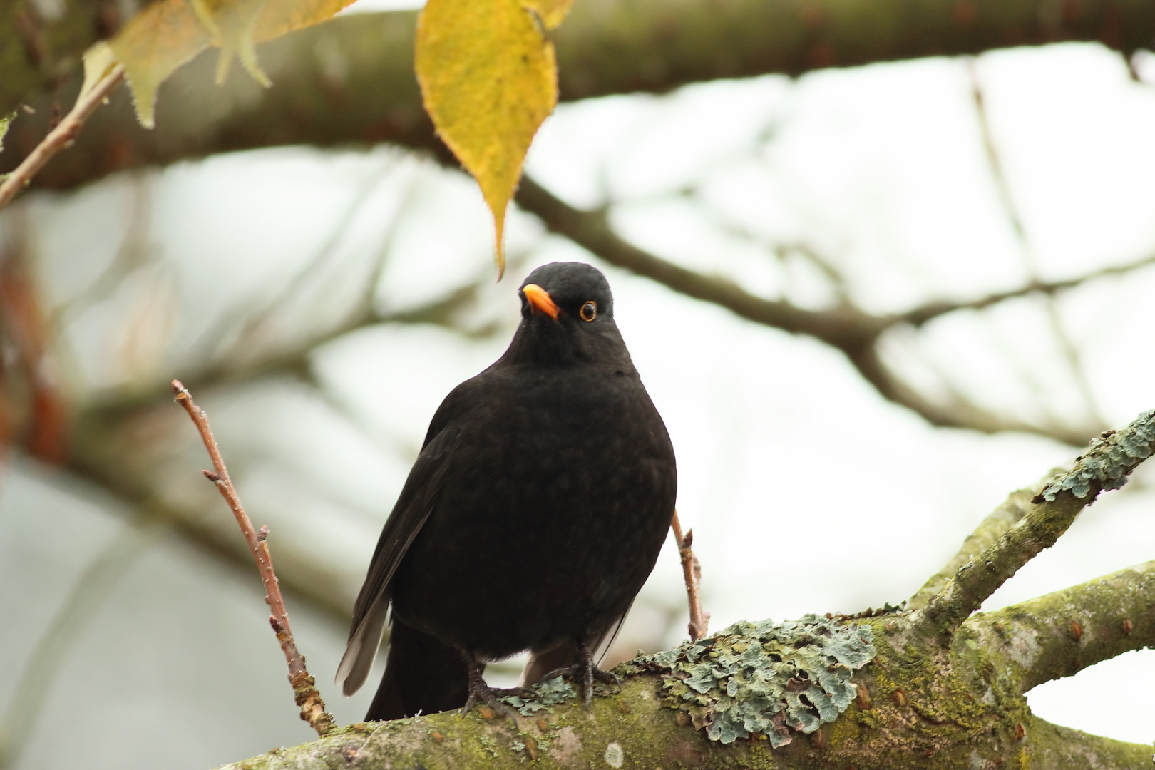 meine Amsel