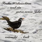 Meine Amsel!