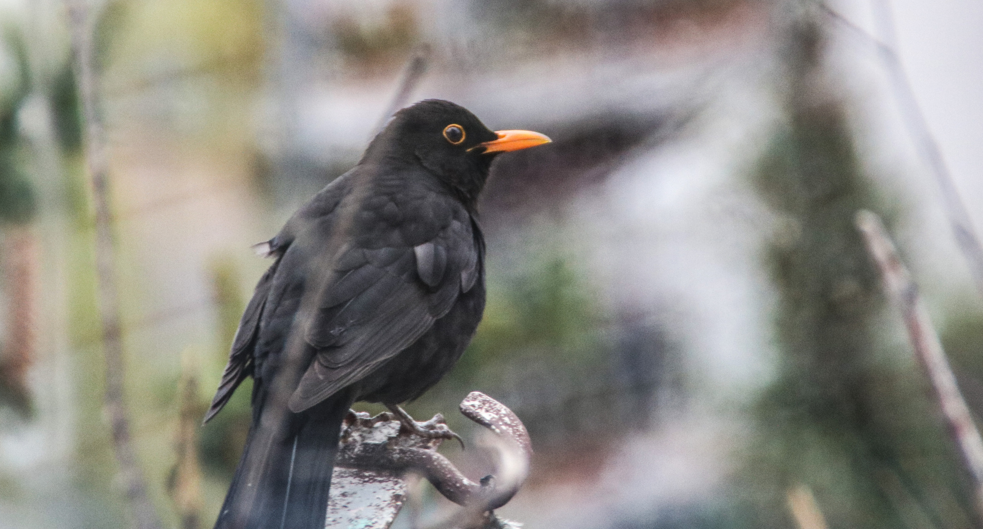 meine Amsel A-ca-19-18-col +5Fotos +Paulsings