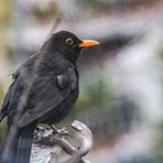 meine Amsel A-ca-19-18-col +5Fotos +Paulsings