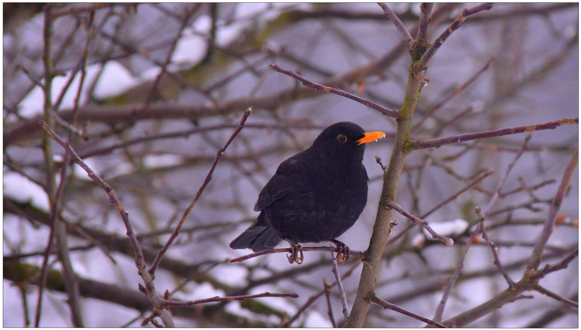 Meine Amsel ist wieder da (mi mirlo vuelve a llegar)