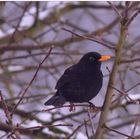 Meine Amsel ist wieder da (mi mirlo vuelve a llegar)