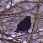 Meine Amsel ist wieder da (mi mirlo vuelve a llegar)