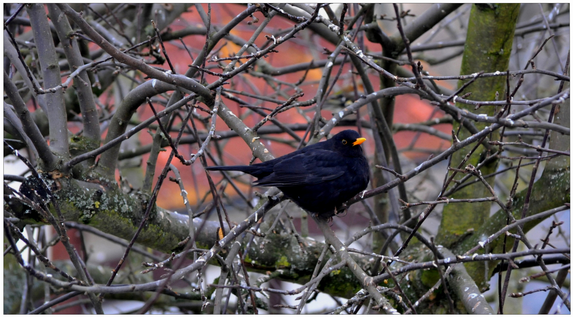 Meine Amsel wartet auf ihr Futter (mi mirlo está esperando su comida)