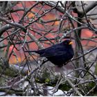 Meine Amsel wartet auf ihr Futter (mi mirlo está esperando su comida)