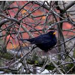 Meine Amsel wartet auf ihr Futter (mi mirlo está esperando su comida)