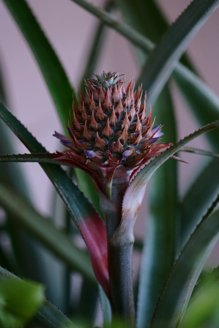 Meine Ananas Victoria fängt an zu blühen.