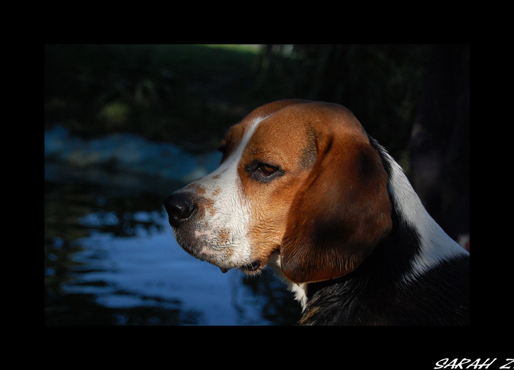 Meine andere Beaglette... Pebbles