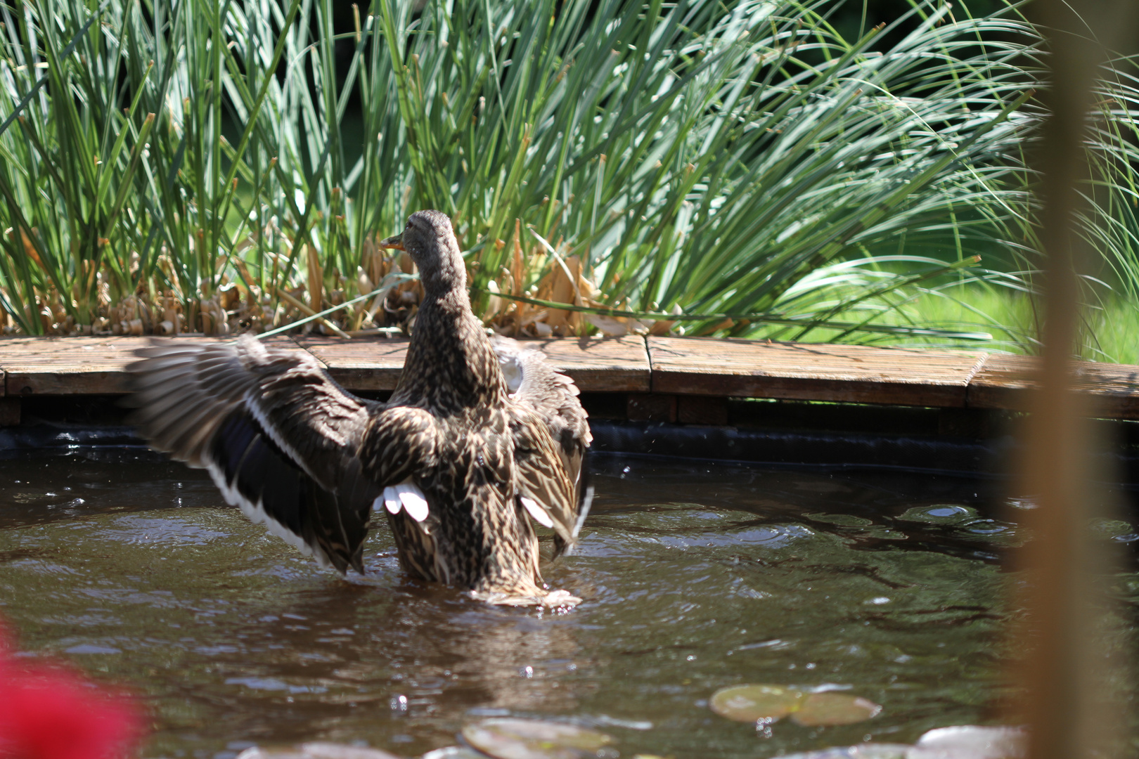 Meine Anna badet sich im Teich