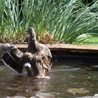 Meine Anna badet sich im Teich