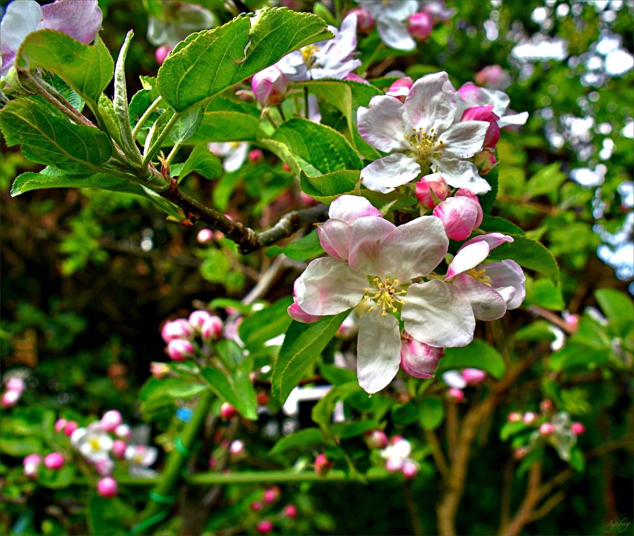meine Apfelbaumblüte