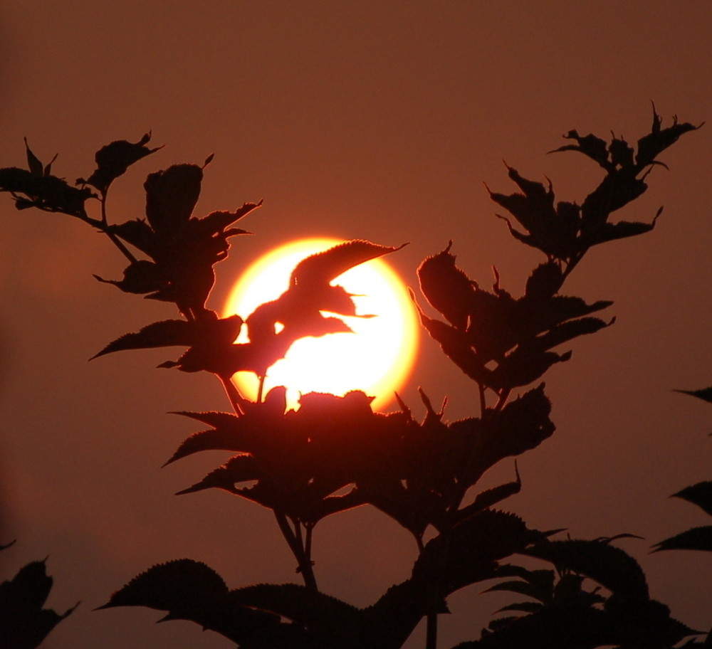 Meine Aufgabe ist vollbracht sagte die Sonne am Abend