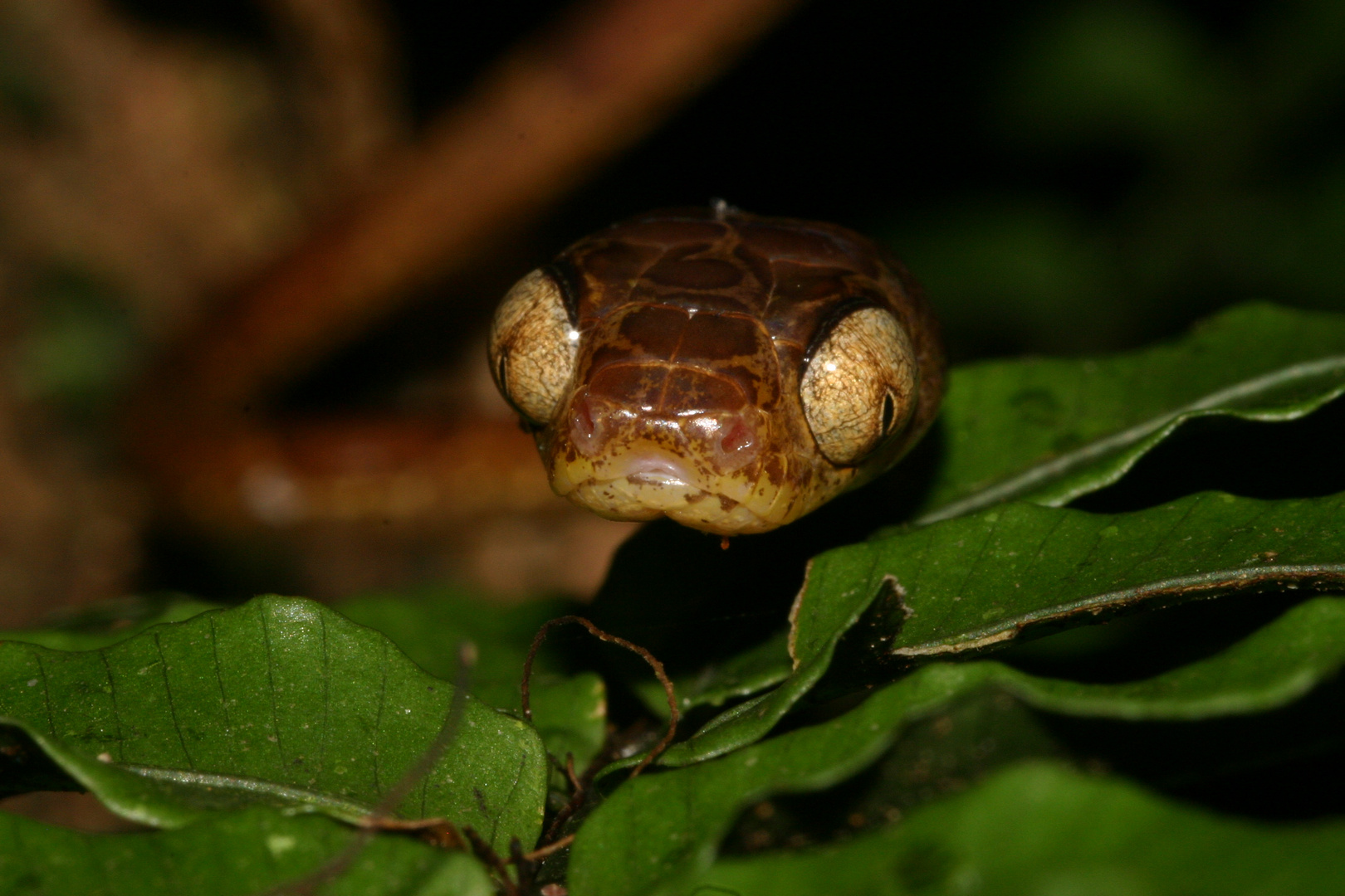 Meine Augen sind lichtstark! Riemennatter ( Imantodes sp.)