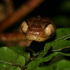 Meine Augen sind lichtstark! Riemennatter ( Imantodes sp.)