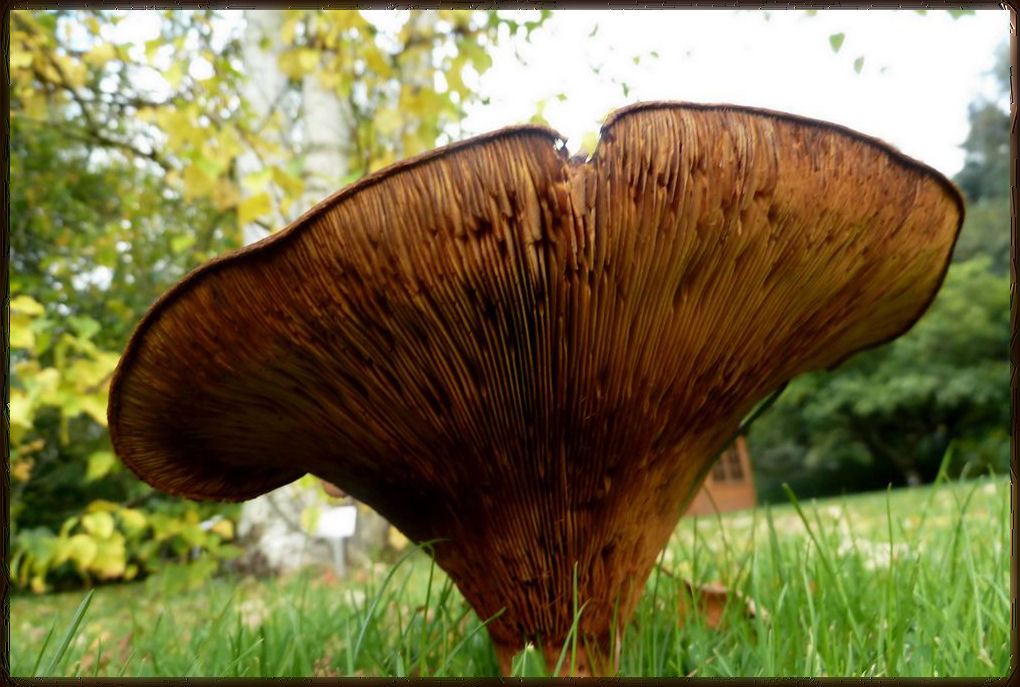 Meine "Ausbeute" im Botanischen Garten...