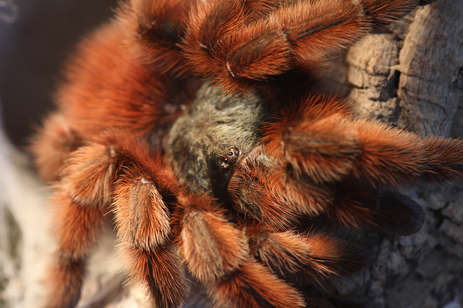 Meine Avicularia Versicolor