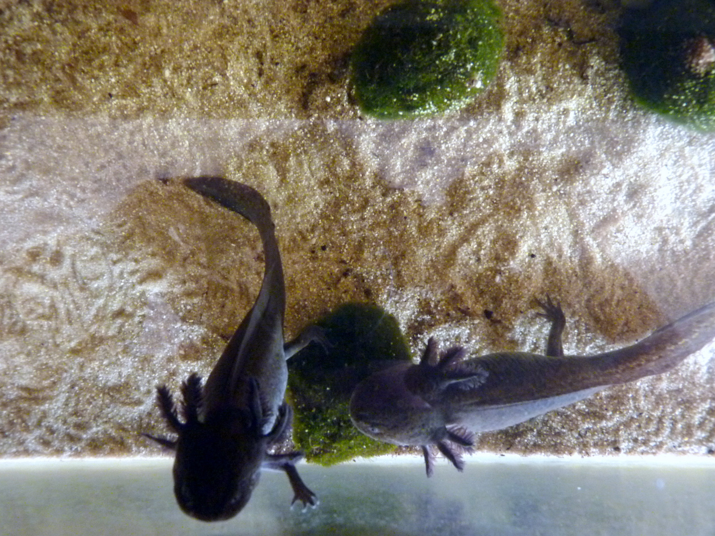 Meine Axolotl´s beim begutachten...