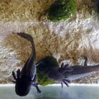 Meine Axolotl´s beim begutachten...