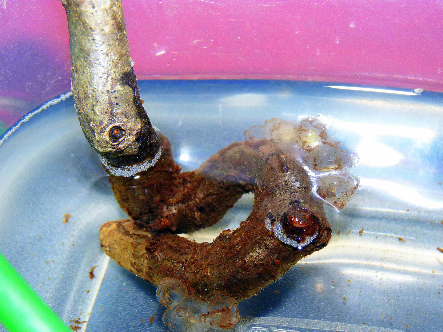 Meine Axolotl´s haben Eier gelegt.... Foto & Bild | tiere, haustiere