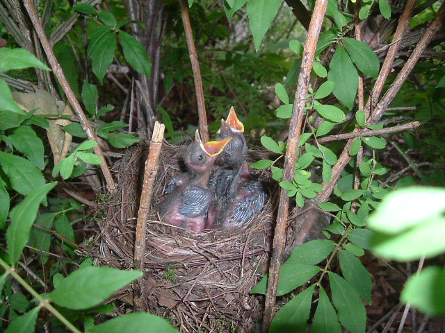 meine "Baby-Vogal" im Nest ...