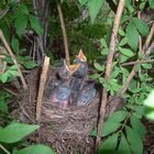 meine "Baby-Vogal" im Nest ...