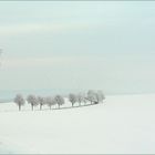 "Meine" Bäume im Winterschlaf