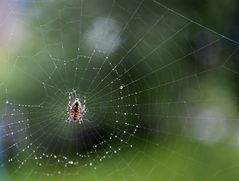 Meine Balkon-Spinne :-)