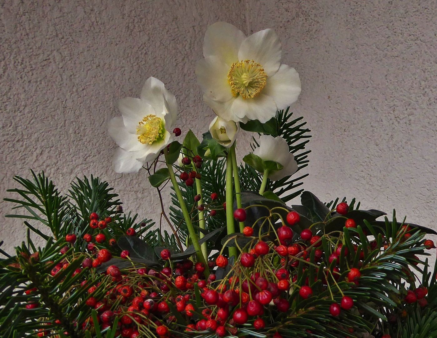 Meine Balkonblümchen...