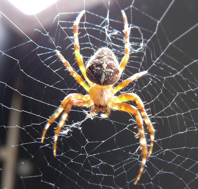 Meine Balkonspinne