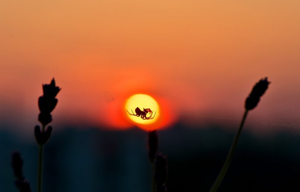 meine Balkonspinne vor untergehender Sonne