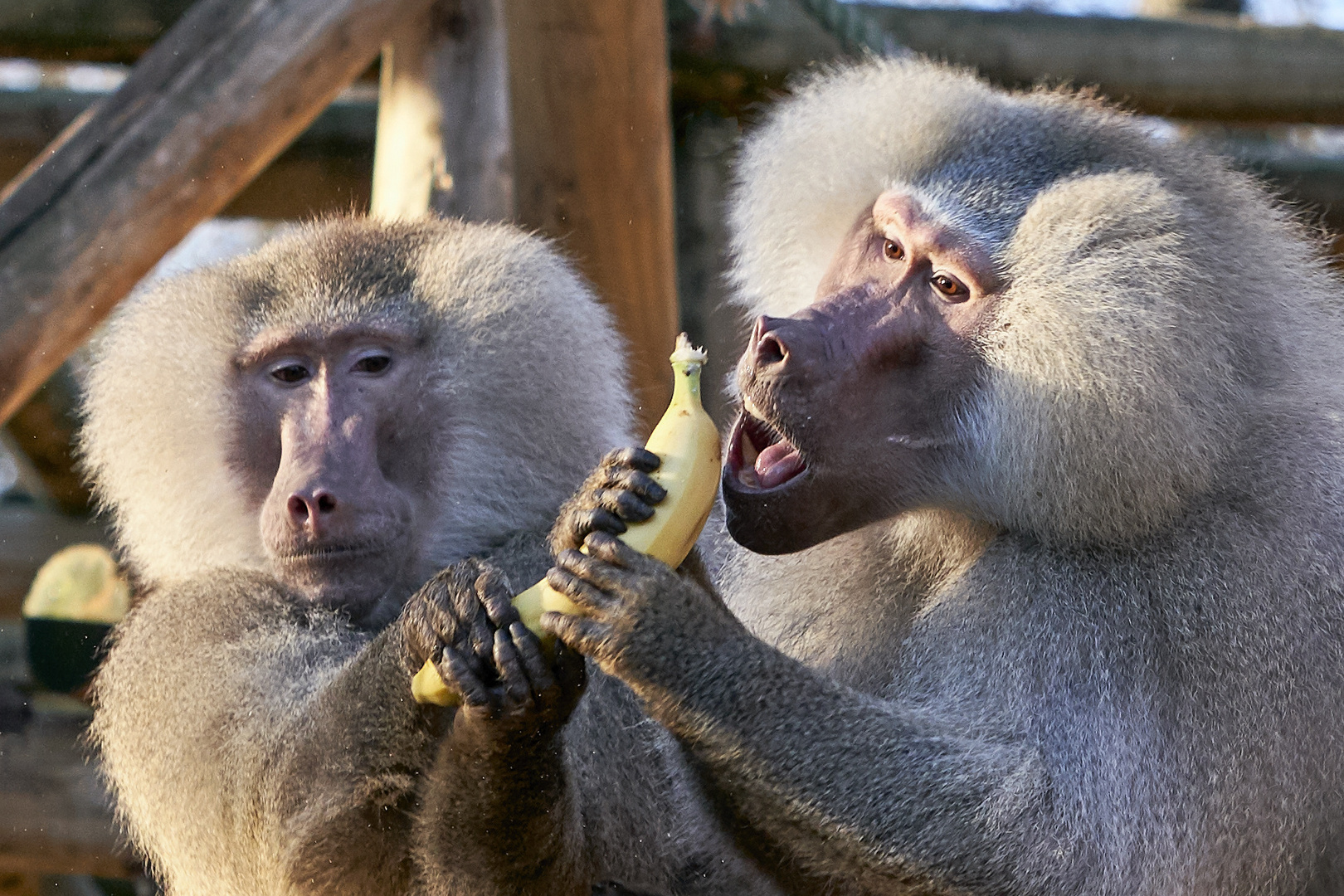 Meine Banane!