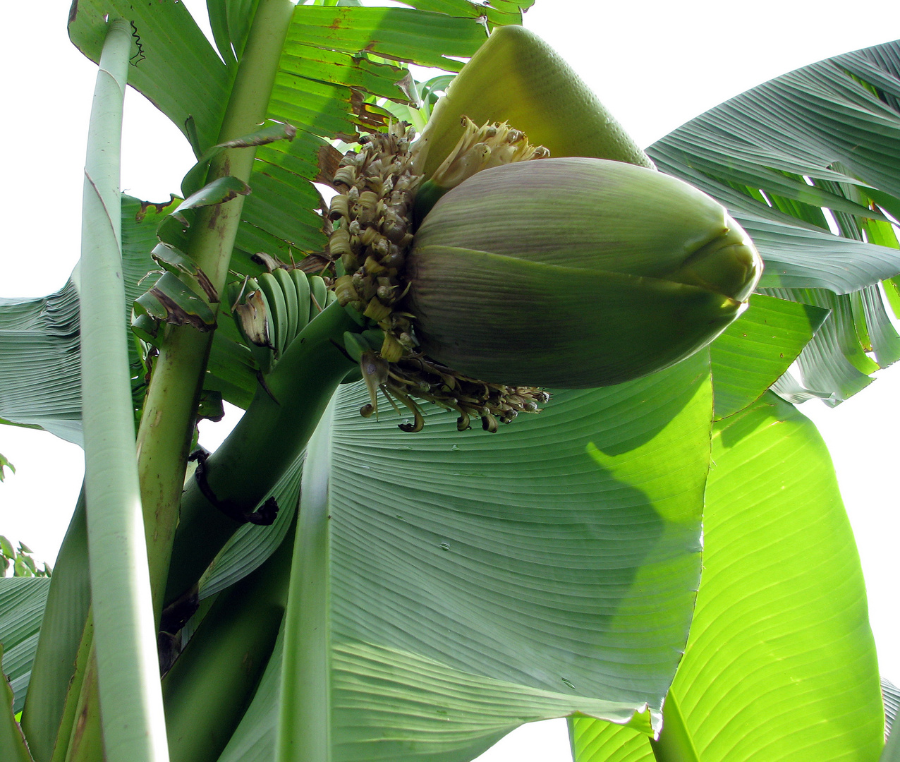 Meine Banane im Garten