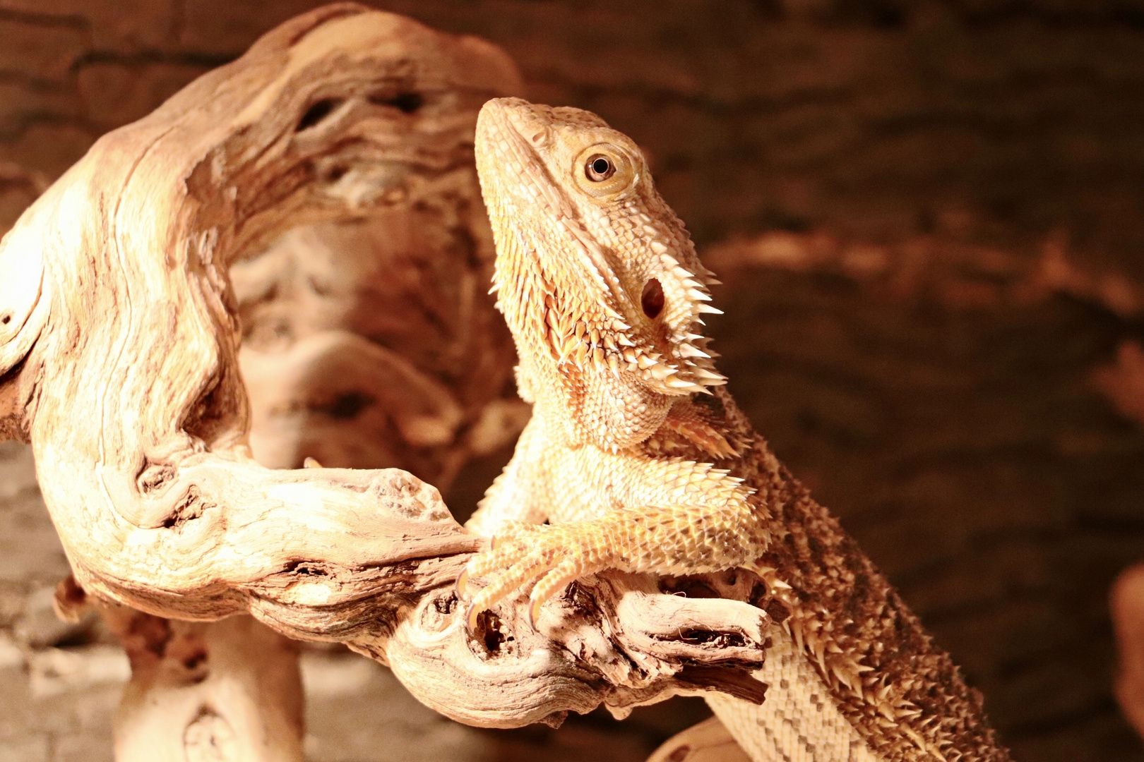 Meine Bartagame Foto & Bild - Meine Bartagame C21aD6cf 3638 4D80 B2f2 6ee9f7D1b38a