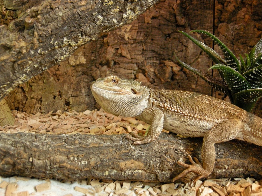 Meine Bartagame im Terrarium