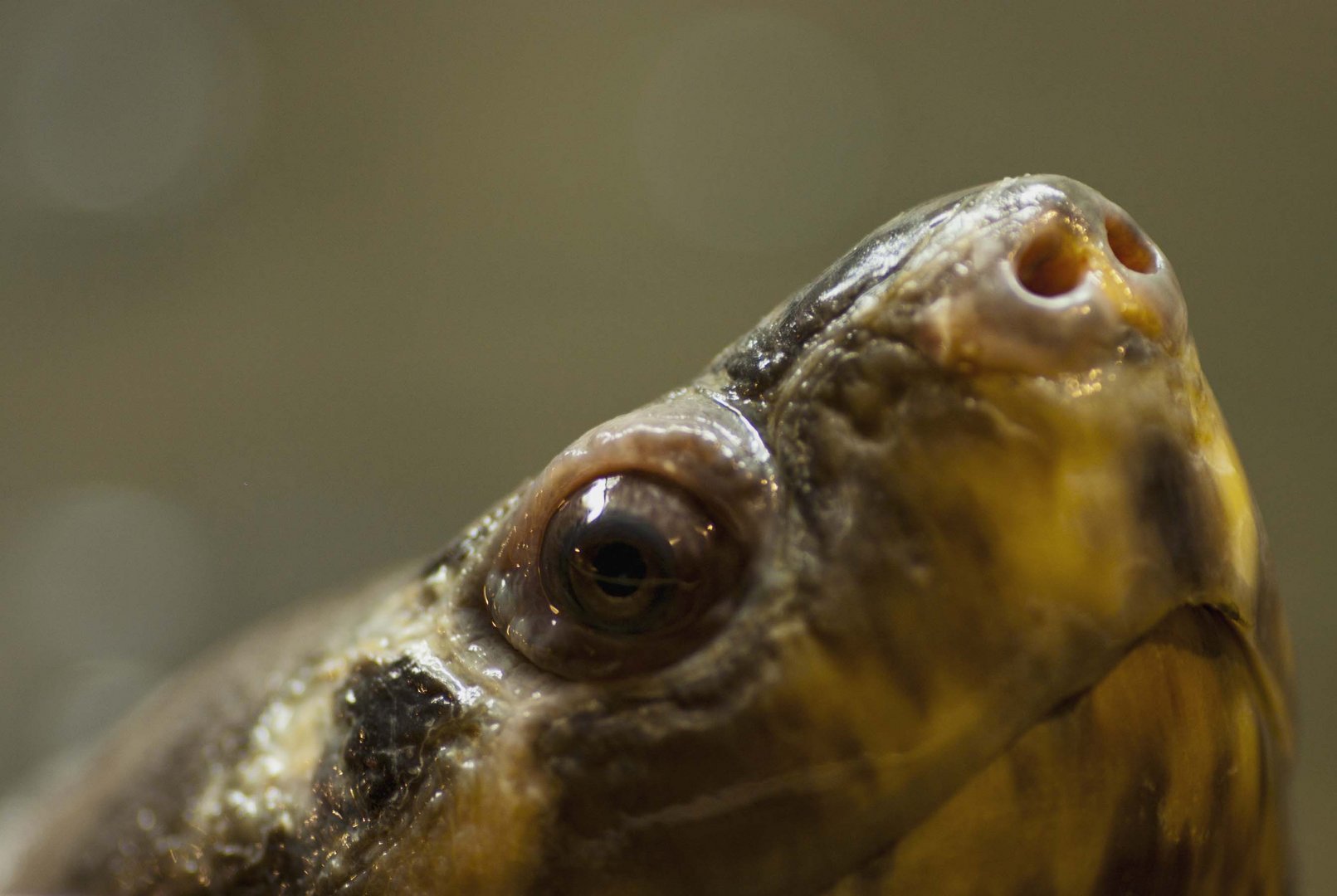 Meine Begegnung mit der Borneo-Flußschildkröte im Reptilienzoo Neu-Ulm