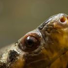 Meine Begegnung mit der Borneo-Flußschildkröte im Reptilienzoo Neu-Ulm