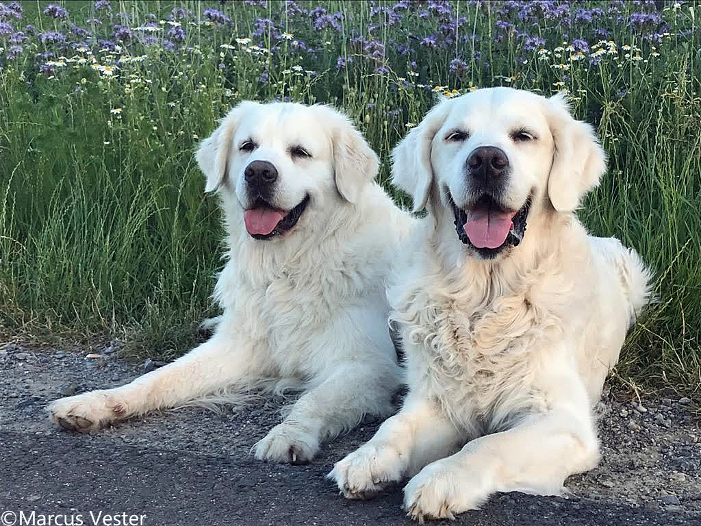 Meine beiden Golden-Jungs Pepper und Bobby 8 und 11 Jahre alt