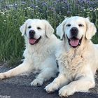 Meine beiden Golden-Jungs Pepper und Bobby 8 und 11 Jahre alt