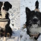 Meine beiden Hund im Schnee