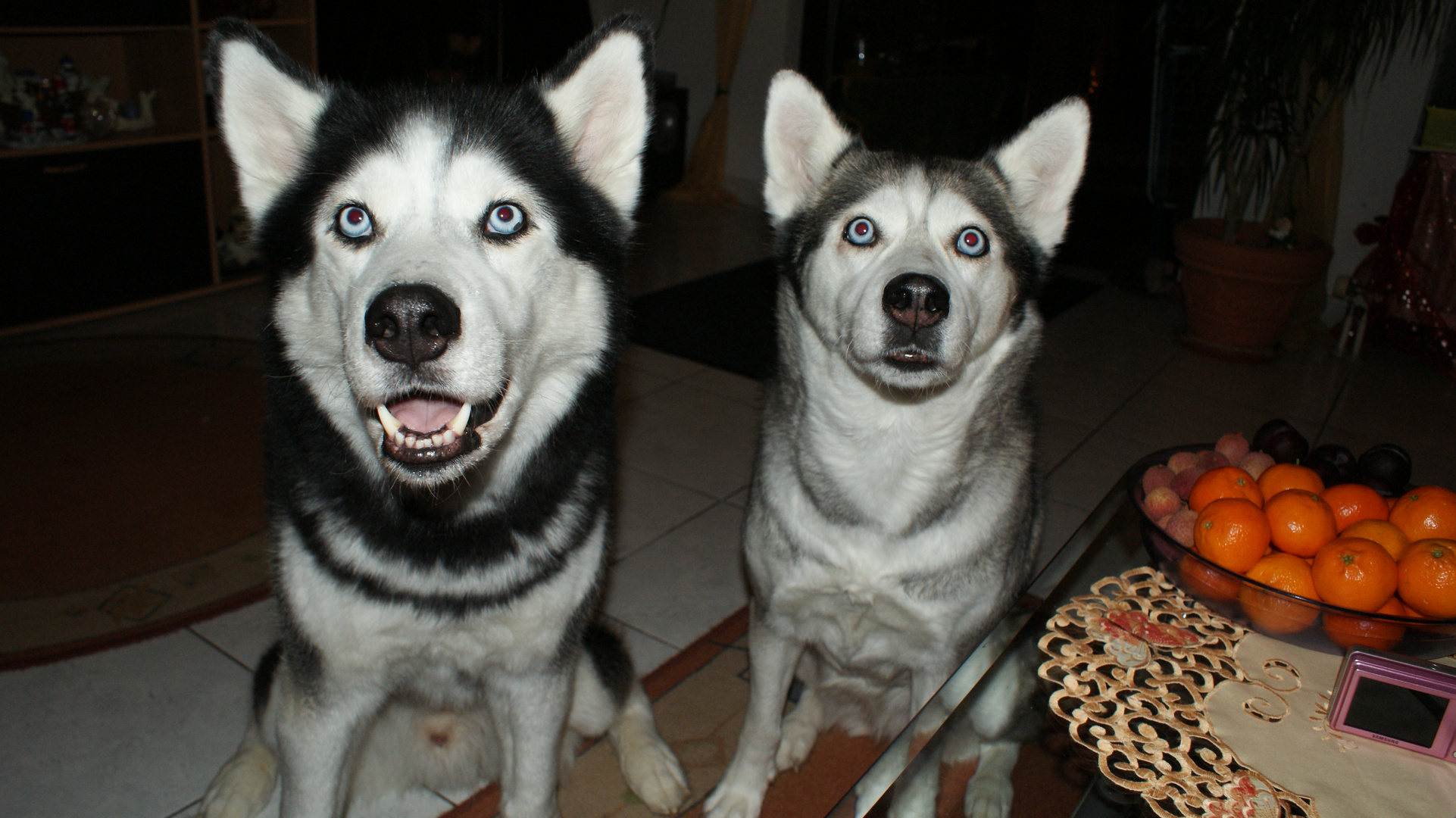 Meine beiden Husky Mama und Son