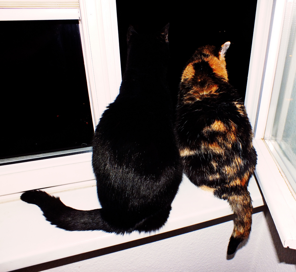 Meine beiden Kätzchen bei Nacht am Fenster