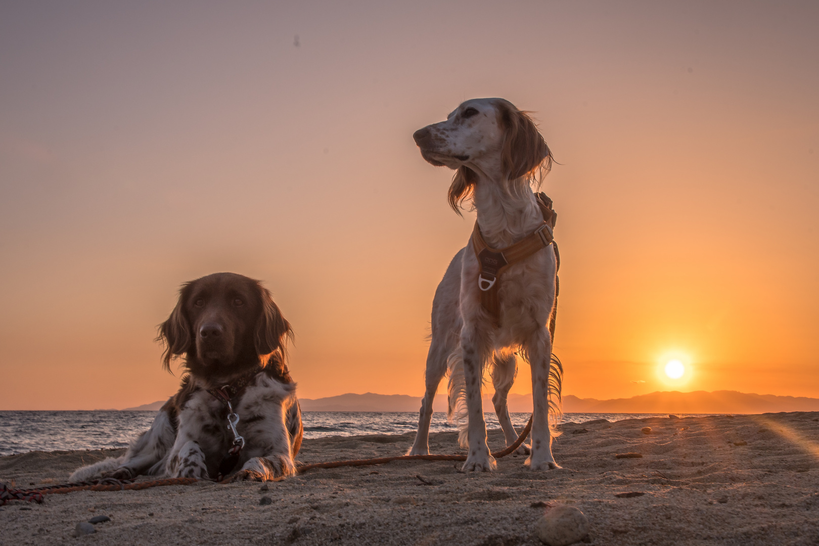 Meine beiden Mädels im Sonnenuntergang 