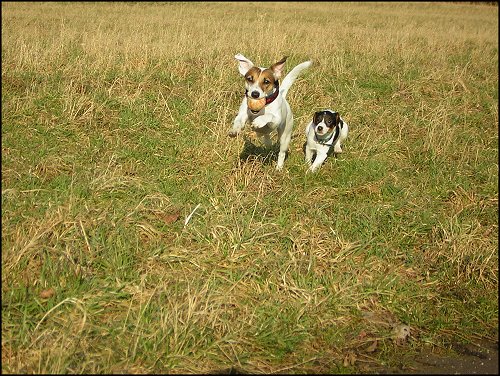 Meine beiden Parson Russell Terrier Kira(2,5J) und Fly(4 M), freuen sich über die grüne Wiese