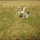 Meine beiden Parson Russell Terrier Kira(2,5J) und Fly(4 M), freuen sich über die grüne Wiese