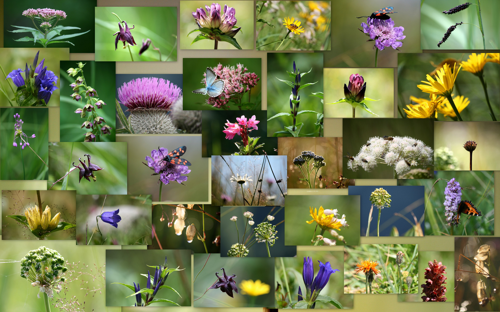 meine Bergblumenwiese 