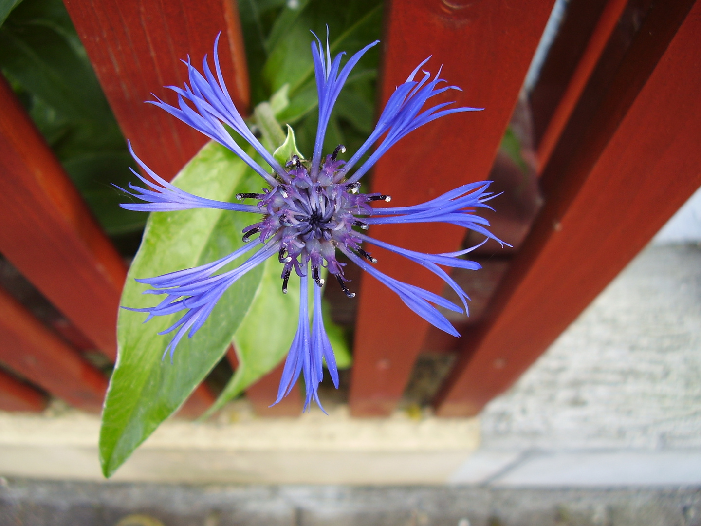 Meine Bergflockenblume