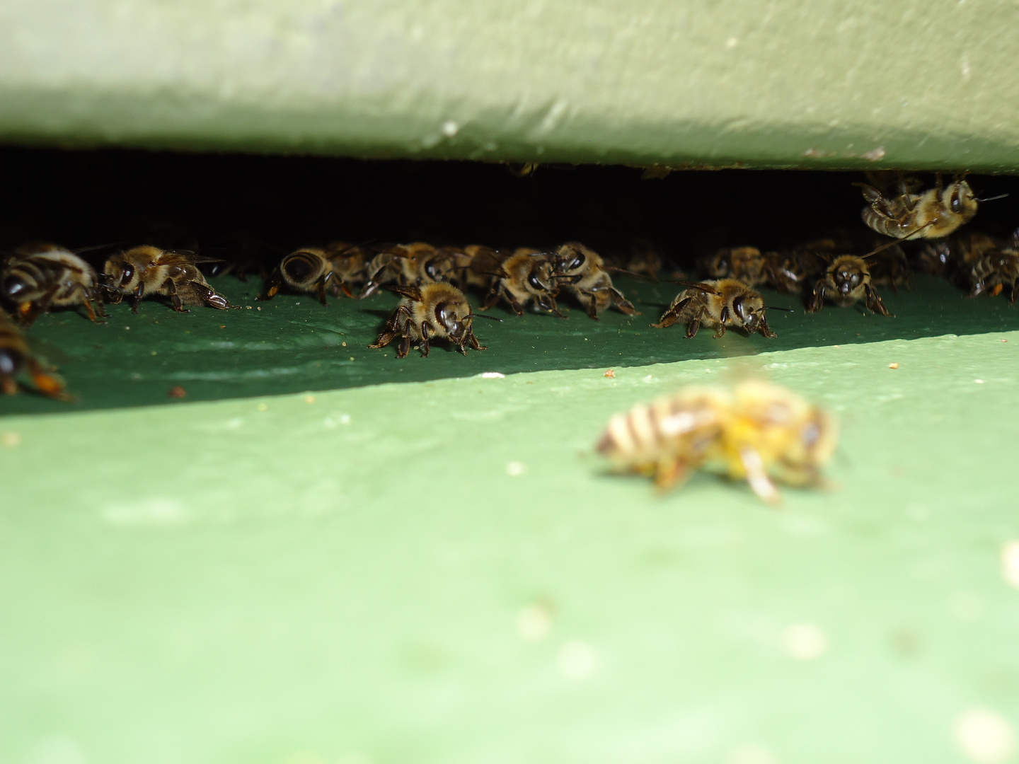 Meine Bienen