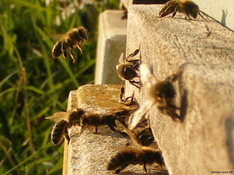 Meine Bienen