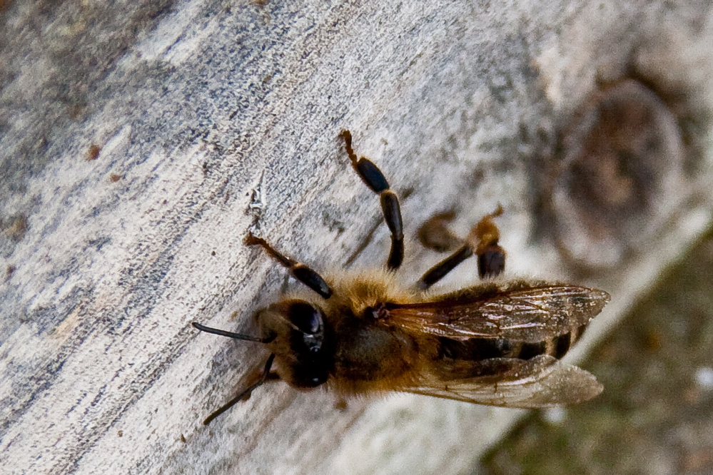 Meine Bienen fliegen wieder