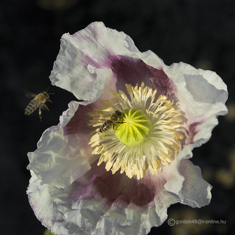 Meine Bienen in des Nachbars Mohnfeld